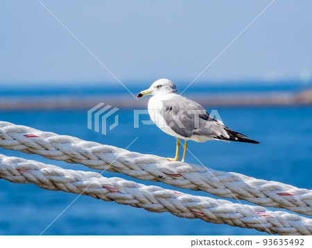 A view of the harbor on a summer morning Seagulls perched on a rope A view of the harbor on a summer morning Seagulls perched on a rope 93635492
