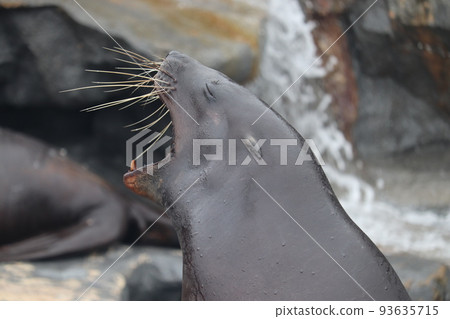 sea lion yawn sleepy sea lion yawn sleepy 93635715