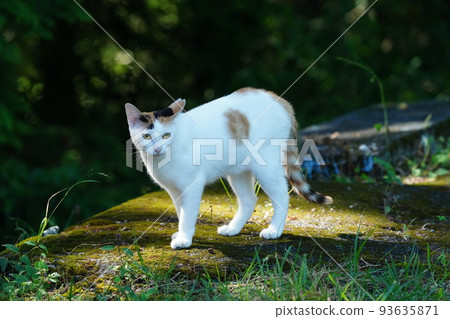 A female cat with a beautiful pure white fur that does not look like a stray cat A female cat with a beautiful pure white fur that does not look like a stray cat 93635871