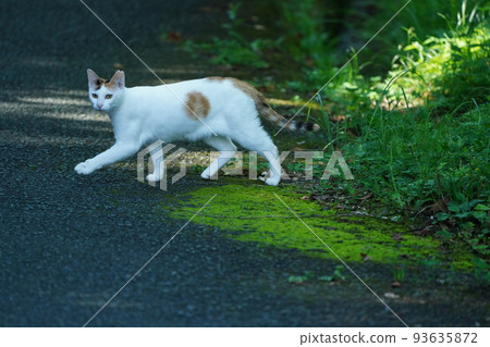 一隻雌貓，有著漂亮的純白色毛皮，看起來不像流浪貓 93635872