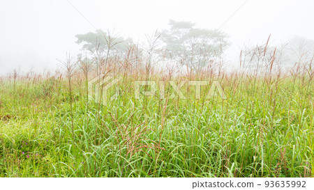 Shinshu / Kirigamine / Yashimagahara Marsh Shinshu / Kirigamine / Yashimagahara Marsh 93635992