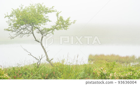 Shinshu / Kirigamine / Yashimagahara Marsh Shinshu / Kirigamine / Yashimagahara Marsh 93636004