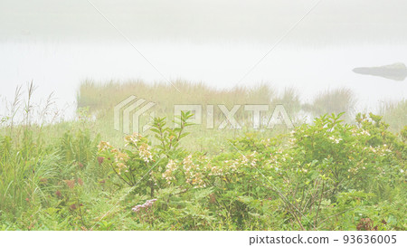Shinshu / Kirigamine / Yashimagahara Marsh Shinshu / Kirigamine / Yashimagahara Marsh 93636005