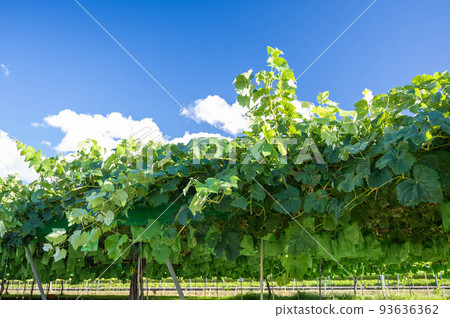 袋裝閃耀馬斯喀特 93636362