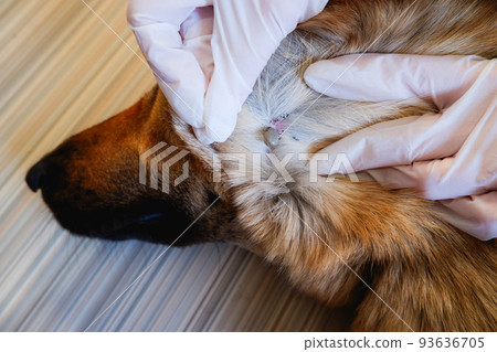 Acarus. Parasite. Mite. German shepherd dog was bitten by a tick. At the vet's appointment. We remove the large tick from the dog. 93636705