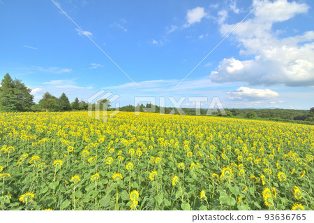 Sunflower field on a sunny day Sunflower field on a sunny day 93636765