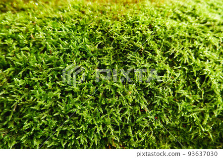 Natural background. Green moss texture close-up with shallow depth of field. Sunlight. Natural background. Green moss texture close-up with shallow depth of field. Sunlight. 93637030