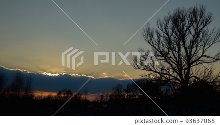 Beautiful winter sunset. The tops of young pine trees in the snow and a huge tree against the backdrop of clouds in the rays of the sunset. 93637068