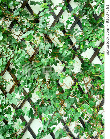 深綠色普米拉枝葉的垂直背景圖像與深綠色木花園圍欄纏繞在一起 深綠色普米拉枝葉的垂直背景圖像與深綠色木花園圍欄纏繞在一起 93637561