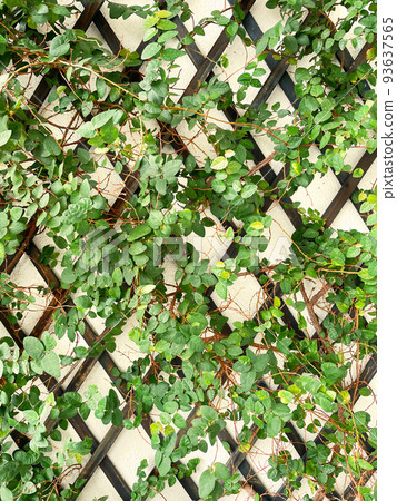 與深綠色木花園籬笆纏繞的幼綠蒔蘿枝葉的垂直背景圖像 與深綠色木花園籬笆纏繞的幼綠蒔蘿枝葉的垂直背景圖像 93637565