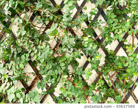 與深綠色木花園籬笆纏繞的年輕綠色普米拉枝葉的水平背景圖像 與深綠色木花園籬笆纏繞的年輕綠色普米拉枝葉的水平背景圖像 93637569