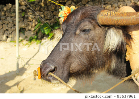 Buffalo of Taketomijima Buffalo of Taketomijima 93637961