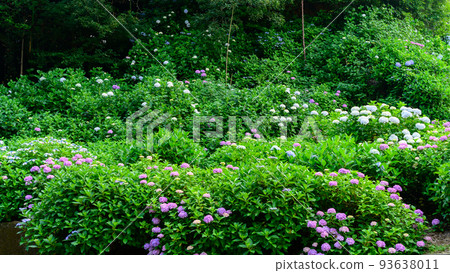 Beautiful Hydrangea Flowers "Nature-rich rural flowers" Little-known sightseeing spot "Takayama Hydrangea Garden" Beautiful Hydrangea Flowers "Nature-rich rural flowers" Little-known sightseeing spot "Takayama Hydrangea Garden" 93638011