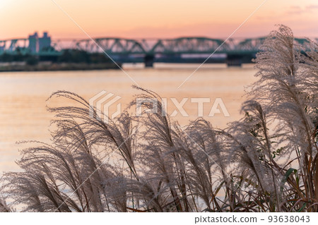 "Saitama Prefecture" Japanese pampas grass and Arakawa riverbed in the evening scenery, autumn 93638043