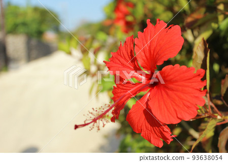 竹富島的芙蓉 竹富島的芙蓉 93638054