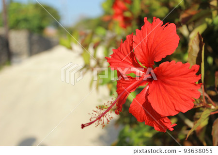 竹富島的芙蓉 93638055