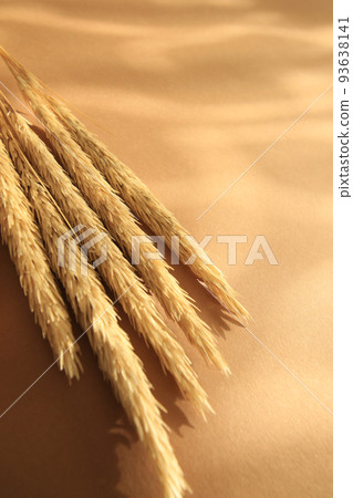 dry beach grass on brown paper and sunlight spots and shadows 93638141