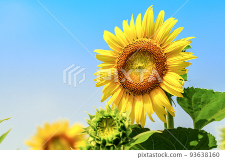 藍天和向日葵 藍天和向日葵 93638160