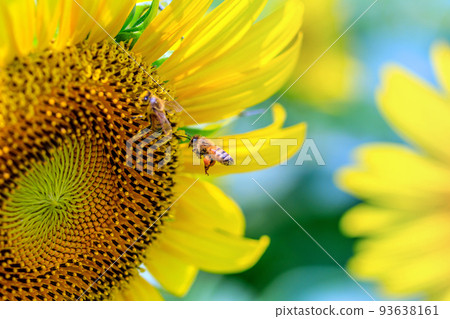 與蜜蜂的向日葵 93638161
