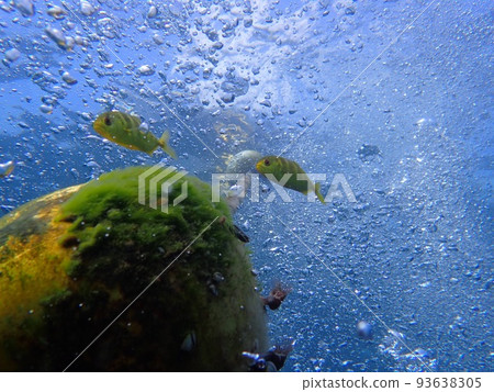Juvenile scarab trevally snuggling up to a buoy 93638305
