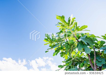 blue sky and fig tree blue sky and fig tree 93638425