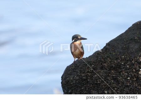 Kingfisher 93638465