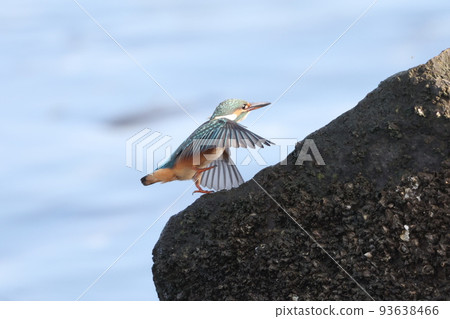 Kingfisher 93638466