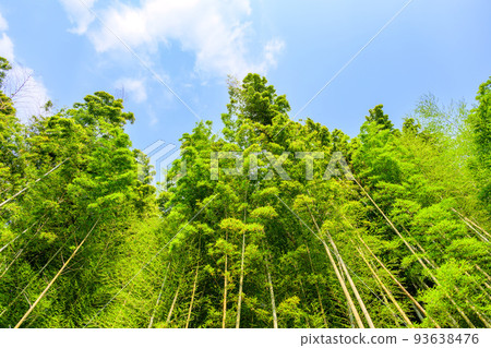 竹林風景“高山繡球園附近的竹林風景” 竹林風景“高山繡球園附近的竹林風景” 93638476