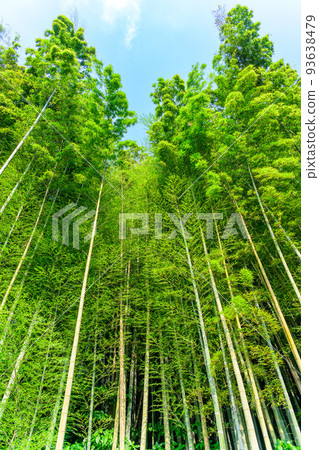 竹林風景“高山繡球園附近的竹林風景” 竹林風景“高山繡球園附近的竹林風景” 93638479
