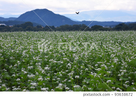 [Shinano Town, Nagano Prefecture] Buckwheat flowers blooming in Kurohime Kogen 93638672