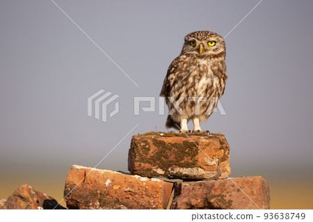 little owl sitting on top of brick heap and looking around 93638749