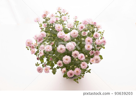 Pink garden mum (Gigi) seen from above 93639203