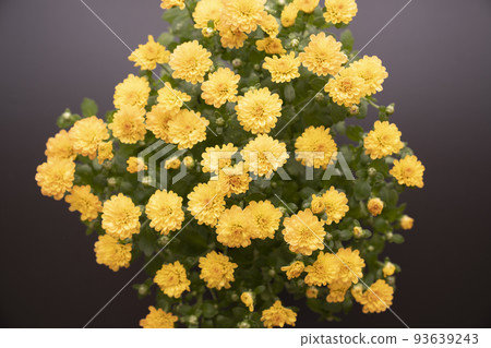從上面看到的黃色花園媽媽 (Gigi) 從上面看到的黃色花園媽媽 (Gigi) 93639243