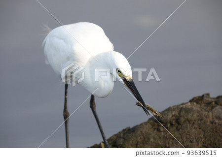 白鷺狩獵 93639515