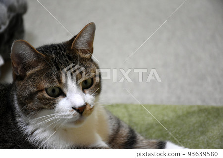 [Protection cat] Sabatra cat lying on the carpet 93639580