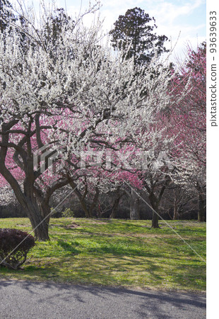 梅花一早宣告春天的到來 93639633