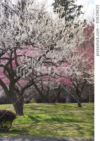 梅花一早宣告春天的到來 93639635