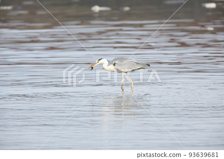 Hunting of the Hawthorn Hunting of the Hawthorn 93639681