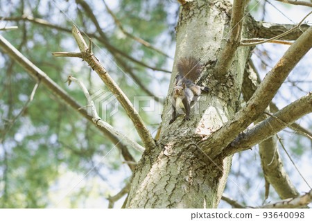 Spring morning Ezoris climbing a tree and watching around Spring morning Ezoris climbing a tree and watching around 93640098