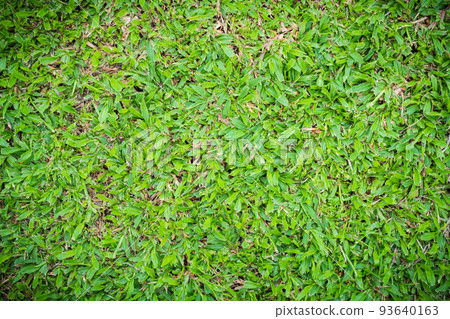Green grass texture background, Top view of grass garden Ideal concept used for making green flooring Vignette adjustment, lawn for a training football pitch, Grass Golf Courses green lawn pattern. 93640163