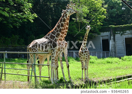 網紋長頸鹿吃東西(東山動物園) 網紋長頸鹿吃東西(東山動物園) 93640265