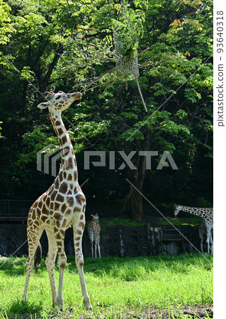 Reticulated giraffe eating (Higashiyama Zoo) Reticulated giraffe eating (Higashiyama Zoo) 93640318