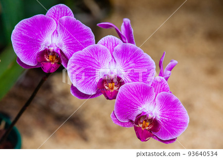 Closeup of one of the beautiful Colombian orchids. Closeup of one of the beautiful Colombian orchids. 93640534