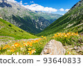 Wild poppy thickets in alpine meadows. 93640833