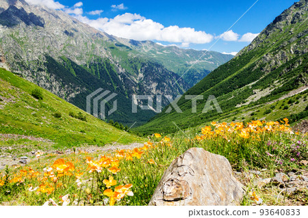 Wild poppy thickets in alpine meadows. 93640833