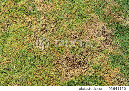 Grass texture. grass background. patchy grass, lawn in bad condition and need maintaining, Pests and disease cause amount of damage to green lawns, lawn in bad condition and need maintaining. 93641150