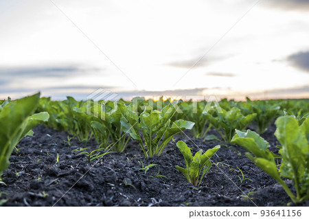 Close up young sugar beet leaves grows in the agricultural beet field in the evening sunset. Agriculture. Close up young sugar beet leaves grows in the agricultural beet field in the evening sunset. Agriculture. 93641156