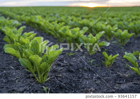 Close up young sugar beet leaves grows in the agricultural beet field in the evening sunset. Agriculture. Close up young sugar beet leaves grows in the agricultural beet field in the evening sunset. Agriculture. 93641157
