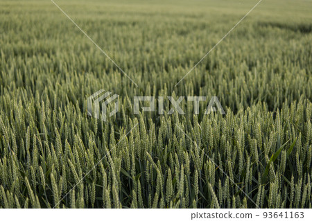 Green wheat ears growing on a agricultural field in a sunny day. Agriculture. Green wheat ears growing on a agricultural field in a sunny day. Agriculture. 93641163