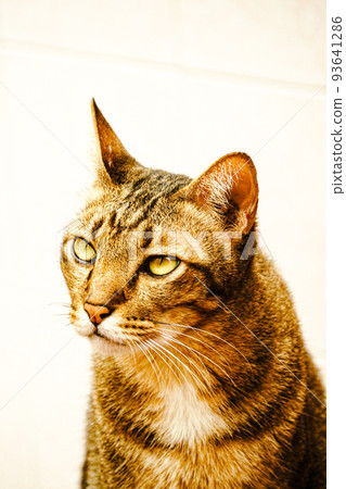 adorable animal pet tabby cat close up face on white background adorable animal pet tabby cat close up face on white background 93641286